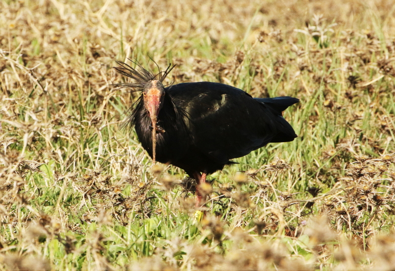 bald-ibis1