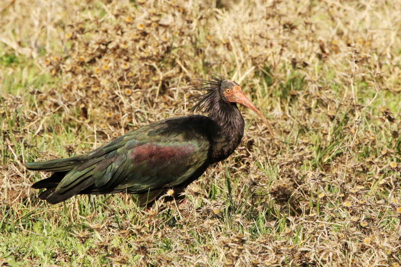bald-ibis2